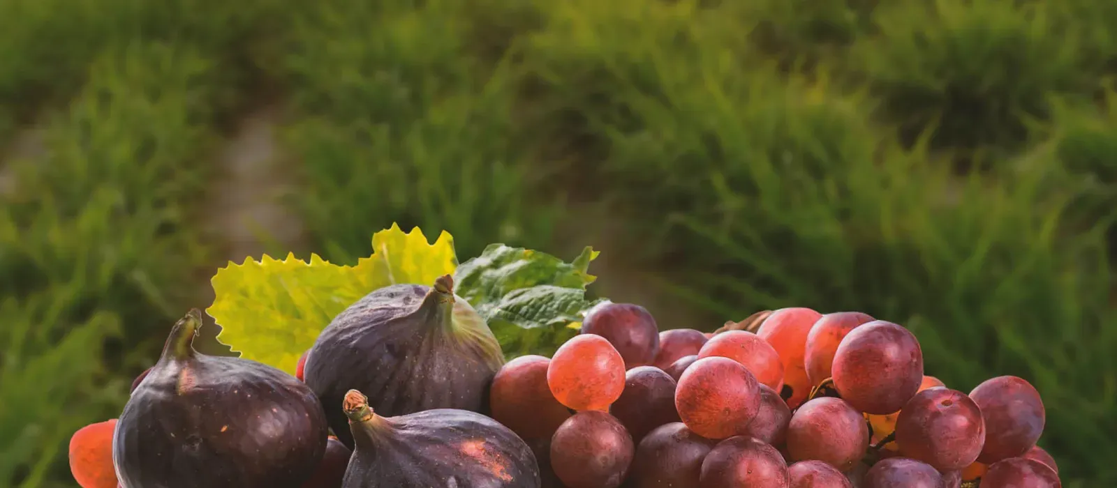 ADQ partners with ne’ma to support UAE’s efforts to reduce food loss