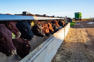 CH4 Global signs first offtake agreement to export reduced-methane beef