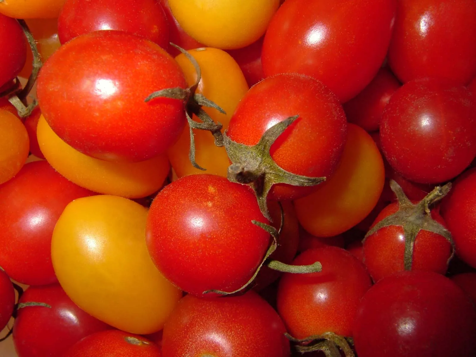 New Zealand takes action in response to Australia's tomato virus find