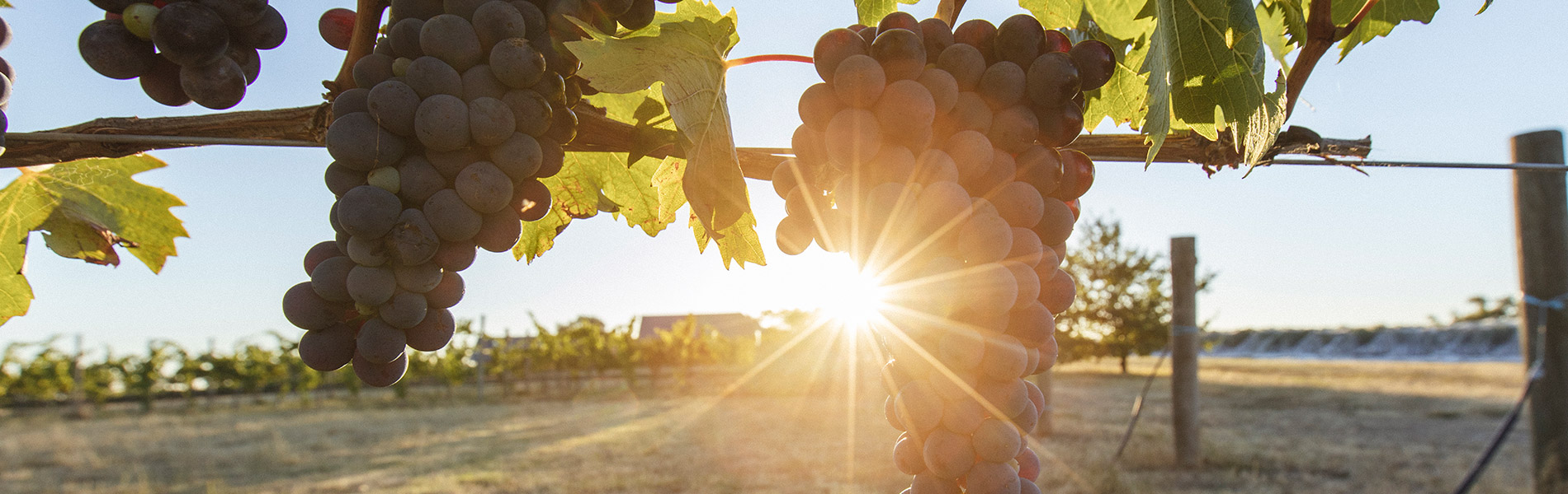 Australia releases One Grape &amp; Wine Sector plan 