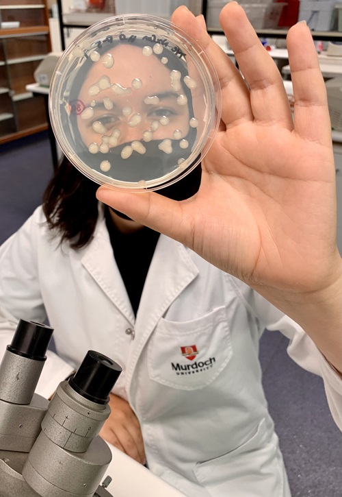 CSIRO and Murdoch University launch Bioplastics Innovation Hub