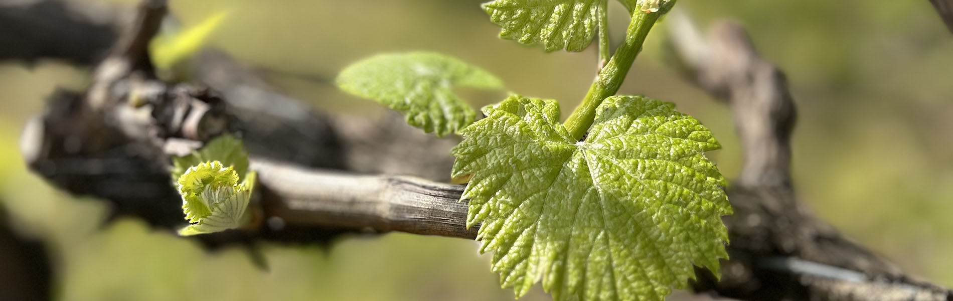 Australia’s grains and grapes growers unite for best practice herbicide use