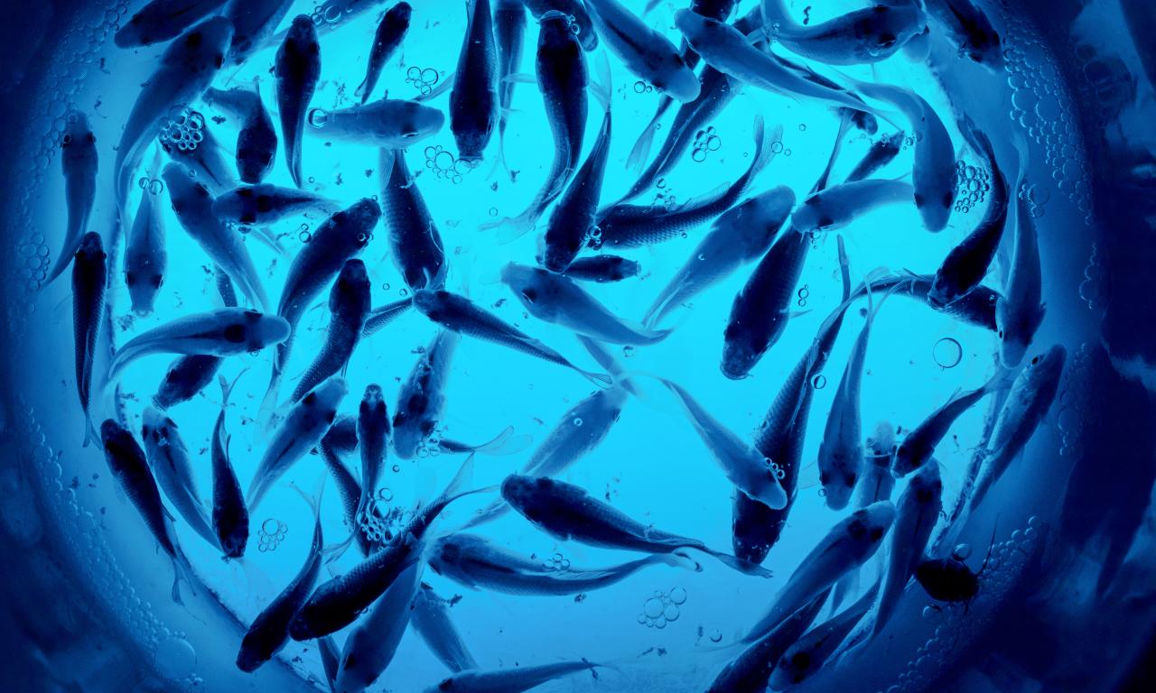 WorldFish and Kytos forge partnership to advance aquaculture microbiome research