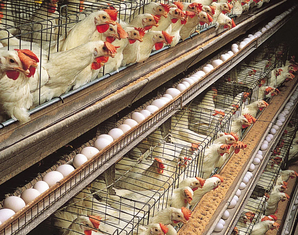 Oman to boost poultry production