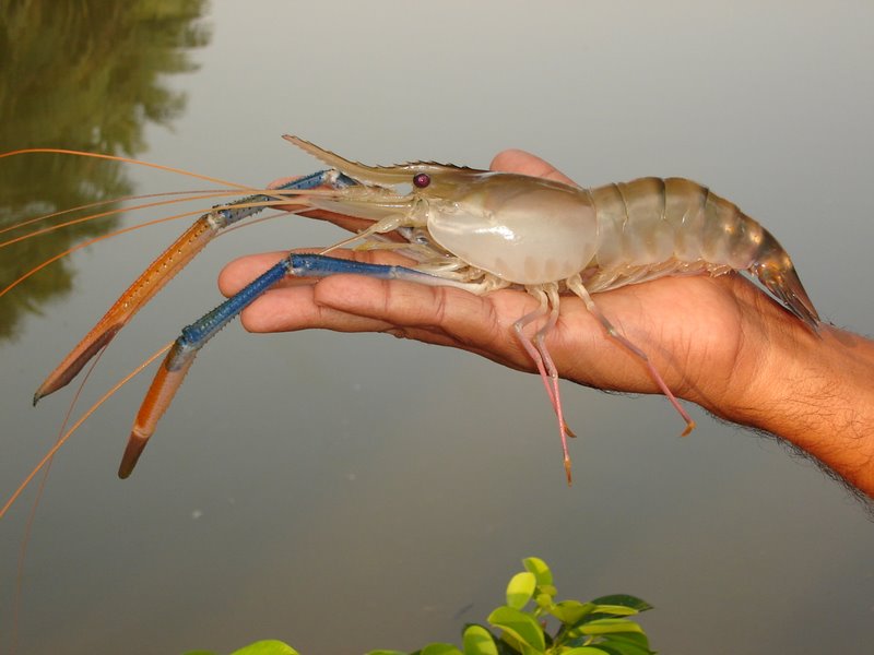 Breakthrough in gene editing of giant freshwater prawns