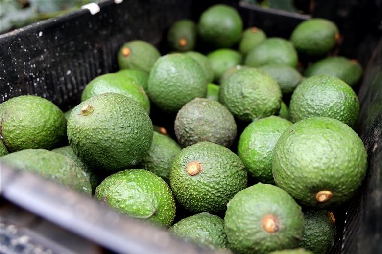 Western Australia’s avocado exports increase by 400%