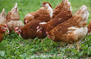 UK poultry industry receives £160Mn boost as exports to South Africa resume