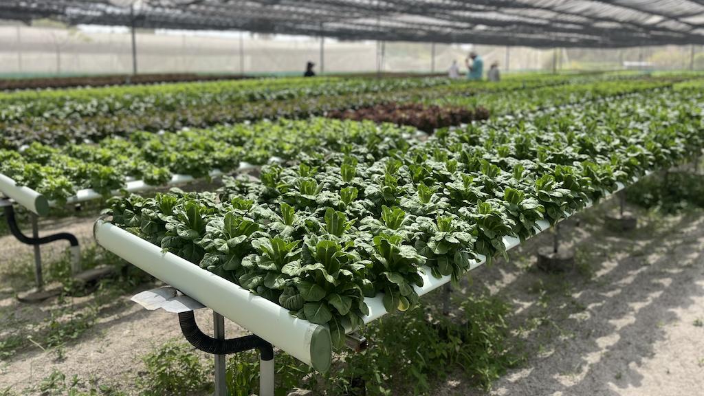 ADB to help Maldives strengthen climate resilience, food security