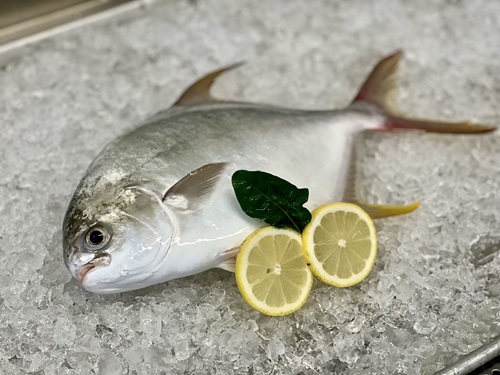 CSIRO introduces new white fish variety to Australia