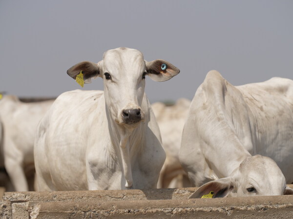 JBS and partners donate 3Mn tags to improve livestock traceability in Brazil