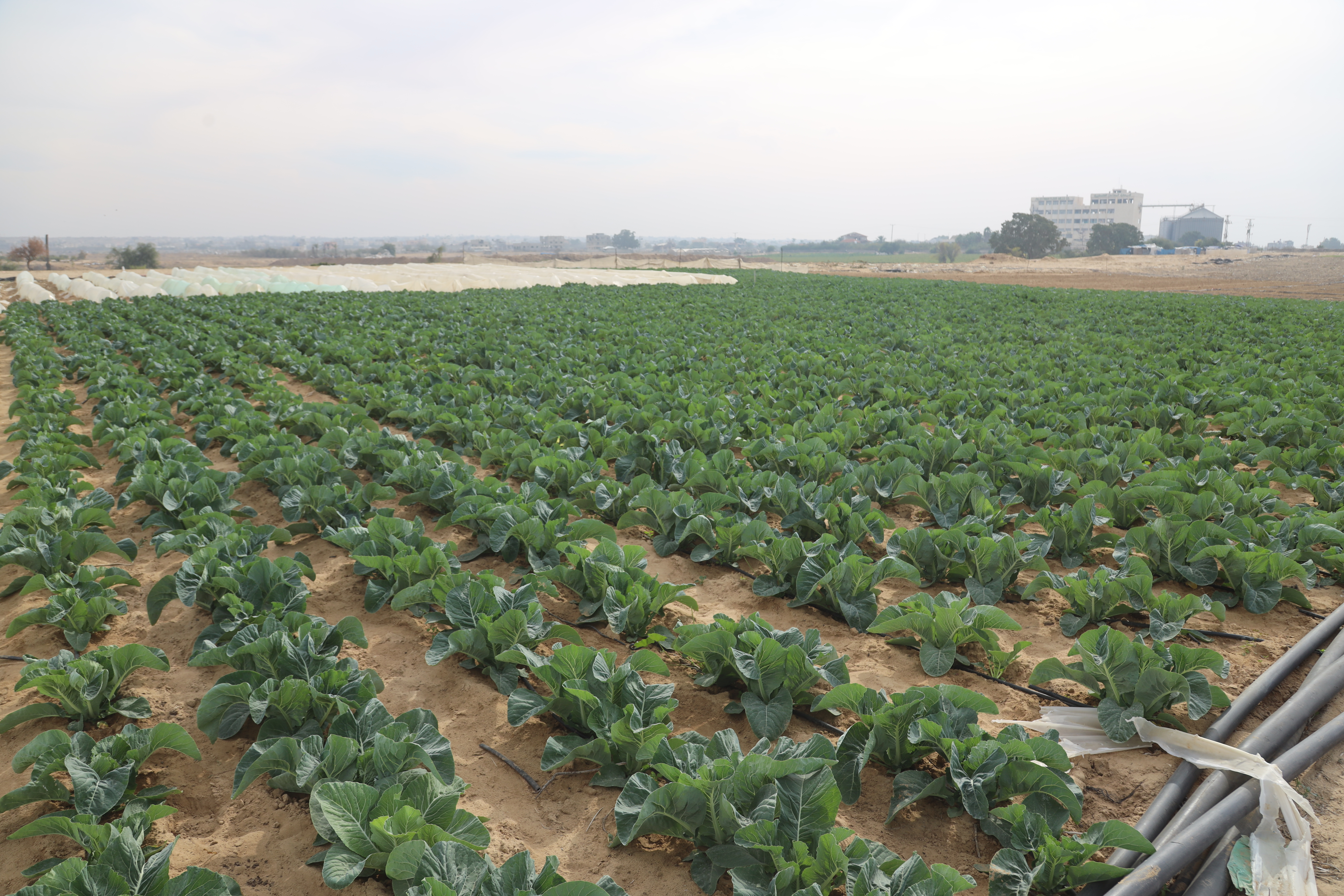 Gaza needs immediate relief with restoration of local food production