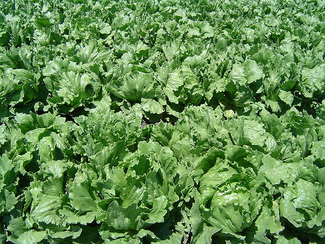 Ukraine halts lettuce from Netherlands due to quarantine pest
