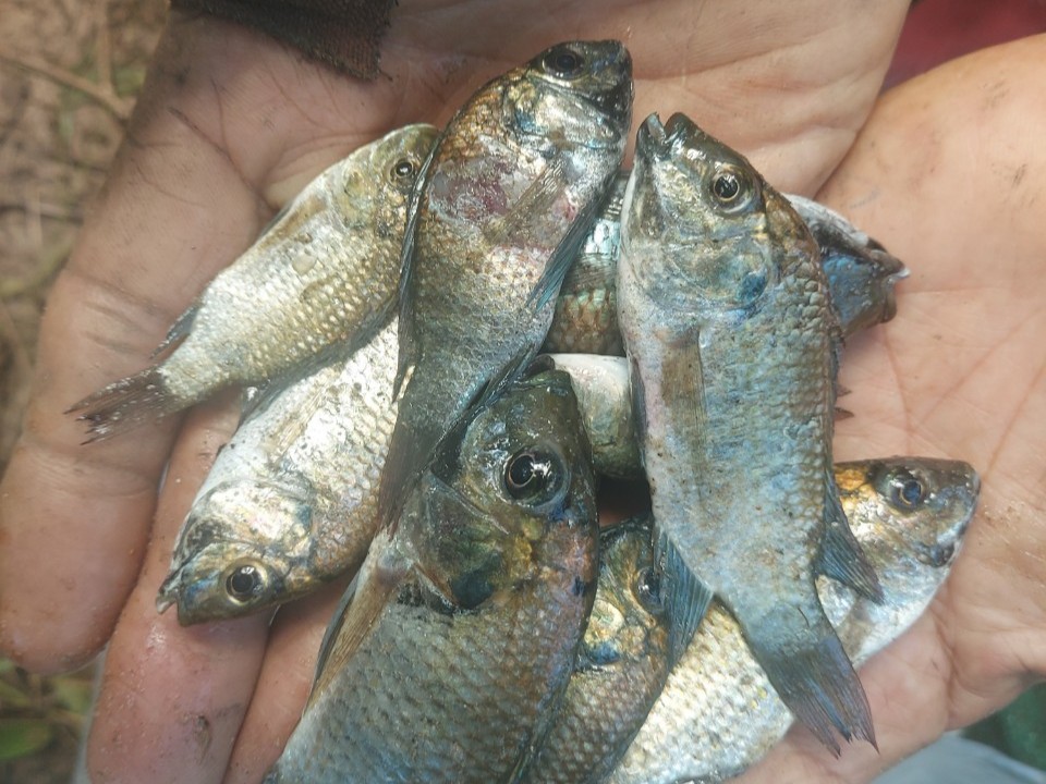 Thailand reports progress in battle against Blackchin tilapia