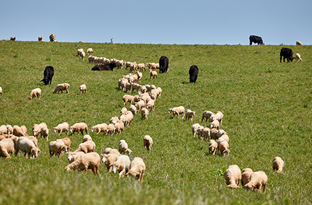 Australia reports 2024 largest year for lamb and sheep slaughter in decades