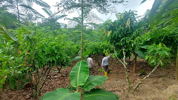 GIZ, ofi and Rikolto expand low-carbon cocoa project in Ecuador