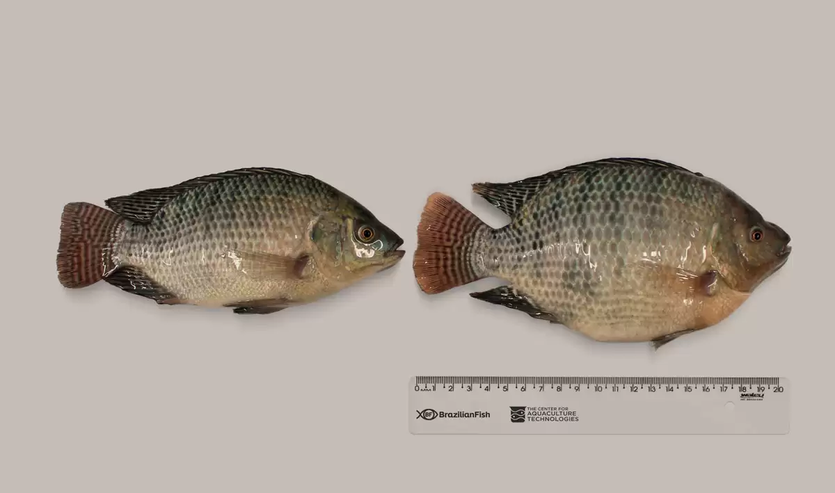 Brazilian Fish develops gene-edited tilapia