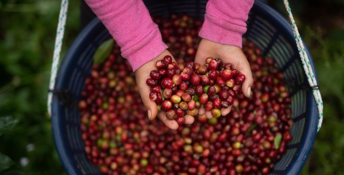 Adverse weather conditions causing coffee prices to reach highest levels