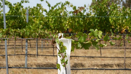 A fine blend of science with heritage grapevines to ensure future of Australian wines