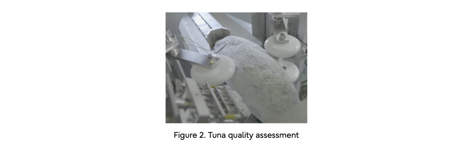 Sonofai revolutionises frozen tuna inspection with Fujitsu AI tech