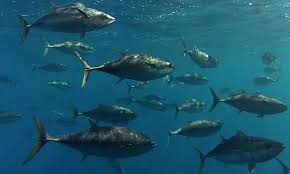 Australia’s Southern Bluefin tuna purse-seine fishery earns MSC certification