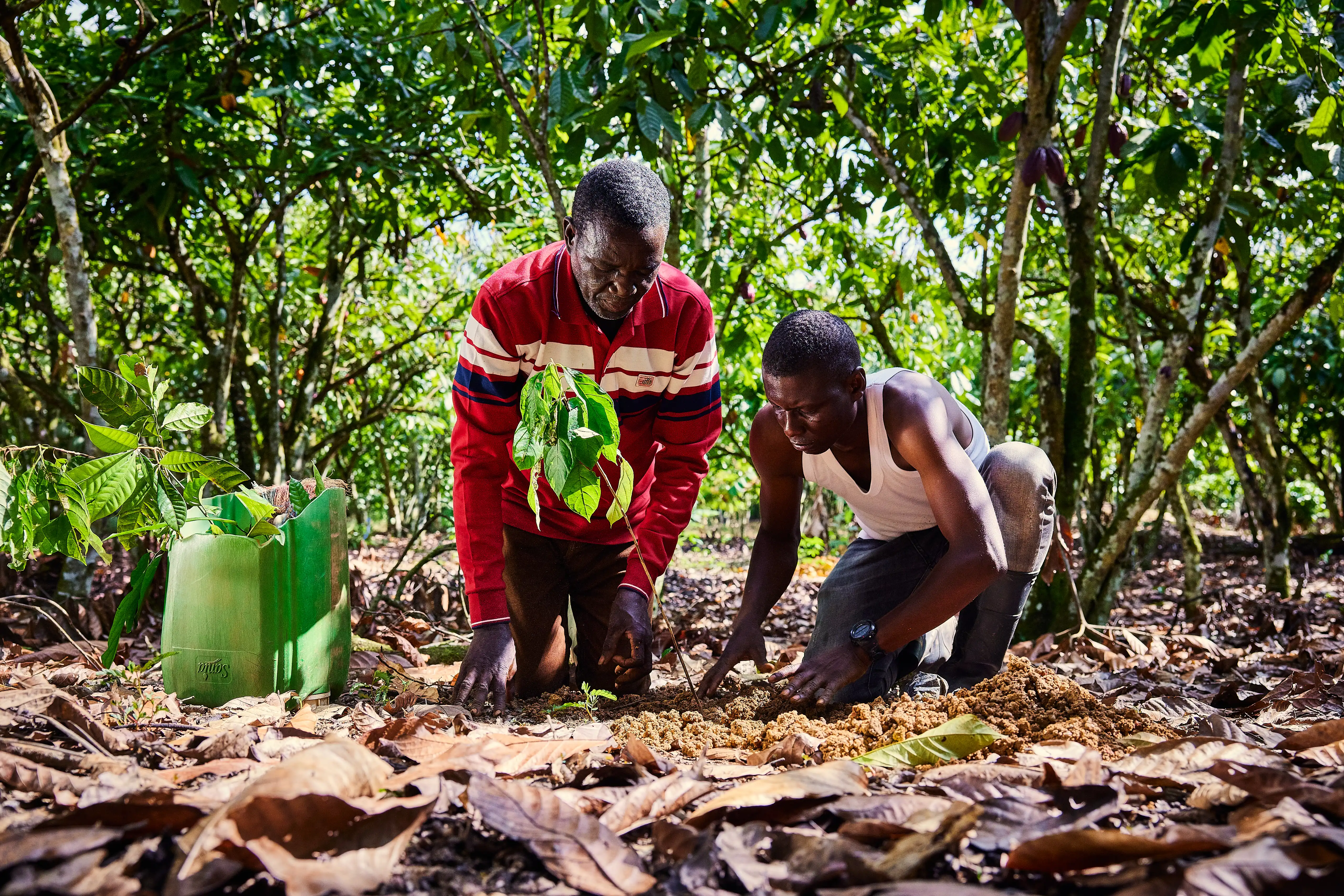 Nestlé and ofi launch global agroforestry partnership 