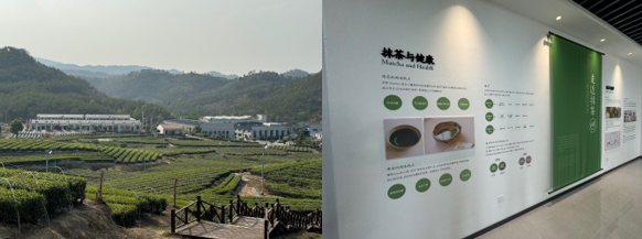 Reborn China secures matcha supply partnership to expand across Asia and UAE