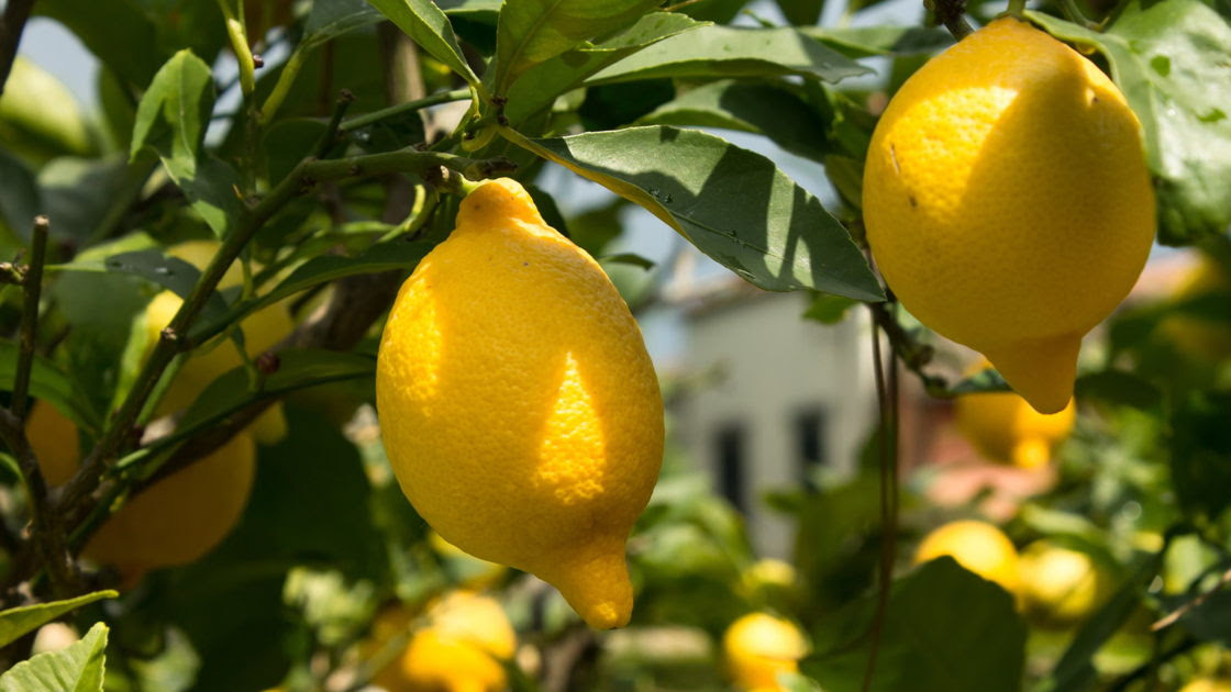 MycoTechnology’s ClearHT flavor modifier achieves FEMA GRAS status 