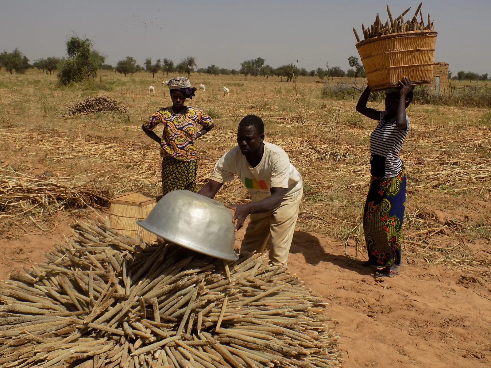 Nigeria releases first biofortified hybrid pearl millet varieties