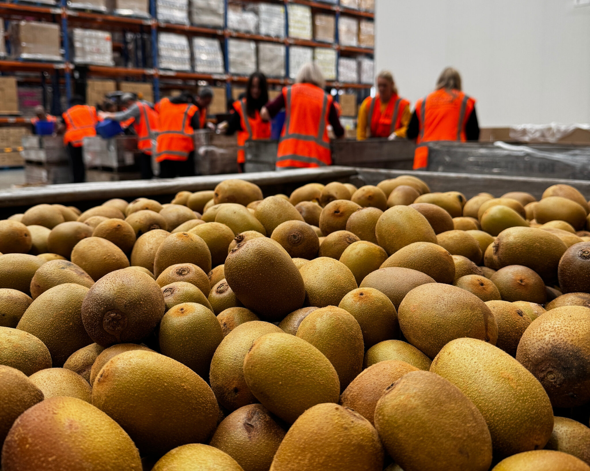 New Zealand Food Network teams up with kiwifruit industry to rescue kiwifruit