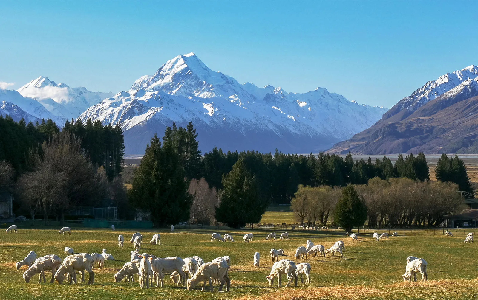 NZ Government commits $4.95 Bn to boost food and fibre sector