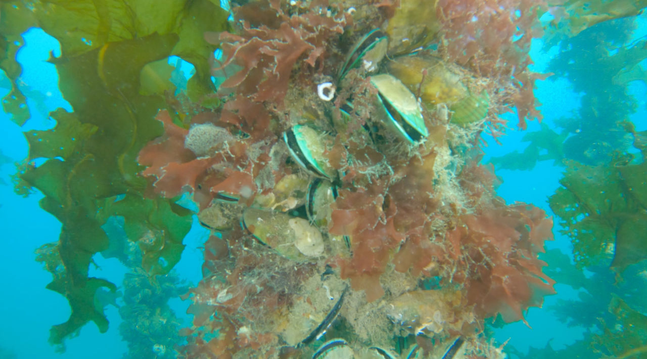 AI-Driven underwater tech set to boost NZ mussel industry by $80Mn