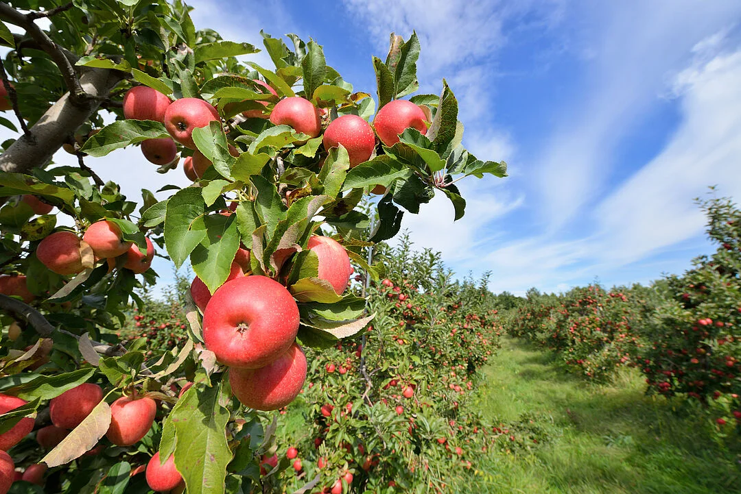 Australian apples gain market access to China
