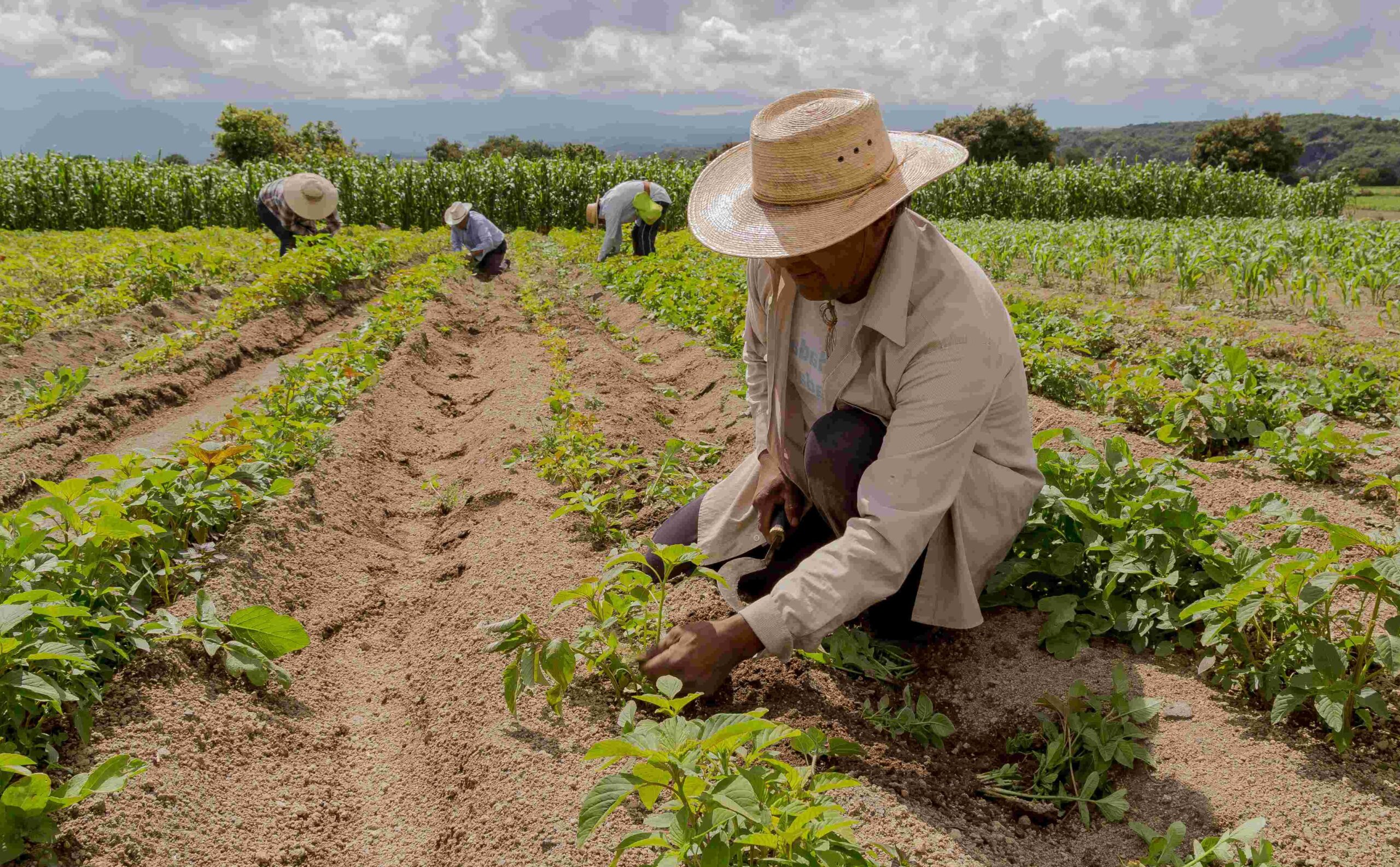 FoodChain ID and &amp;Wider partners for responsible supply chain