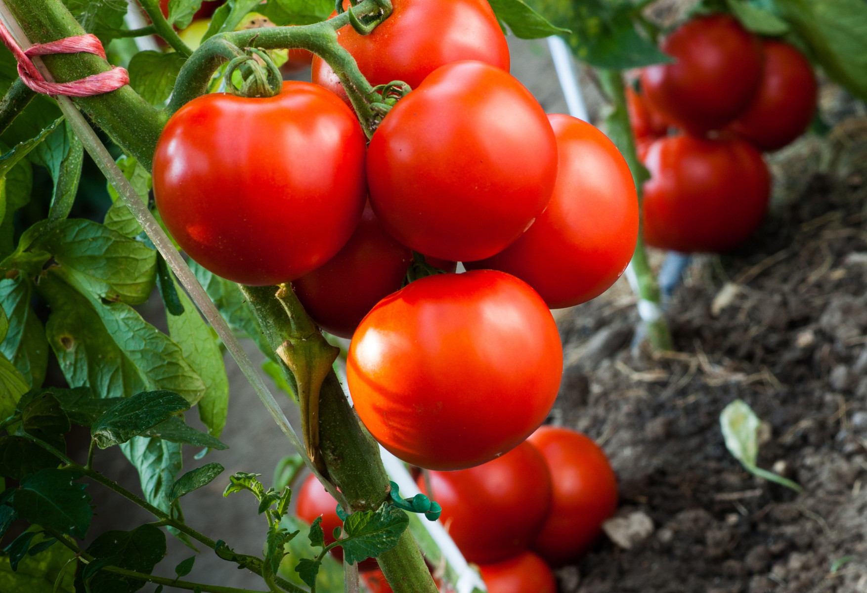 Bayer develops new tomato varieties