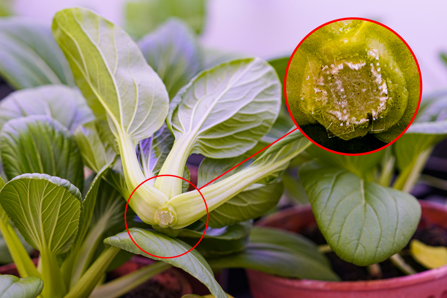 MIT and SMART scientists use microneedles and melatonin to combat global food waste