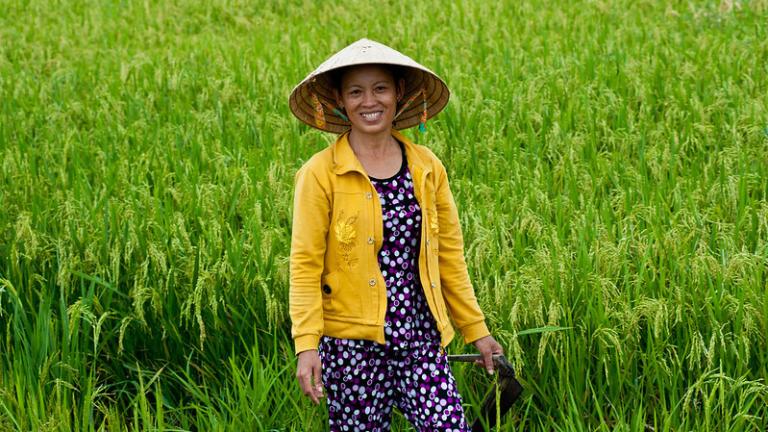 ADB, CGIAR and Gates Foundation partner to transform rice sector in Asia