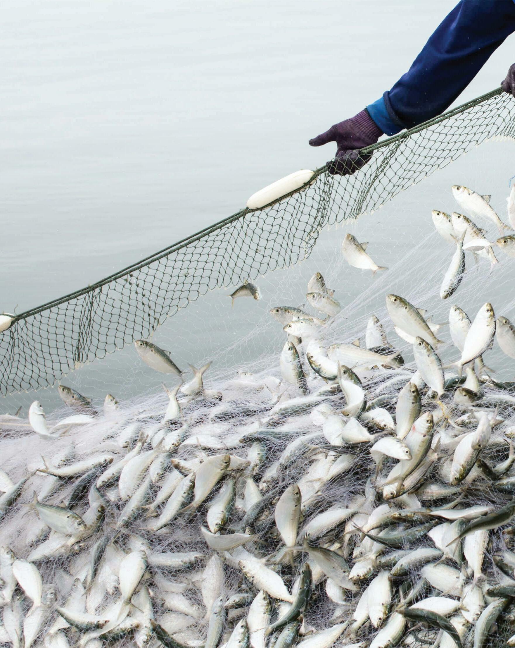 Saudi Aramco launches Regional Centre for Sustainable Fisheries
