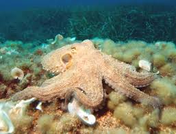 Bipartisan bill reintroduced to ban commercial octopus farming in US