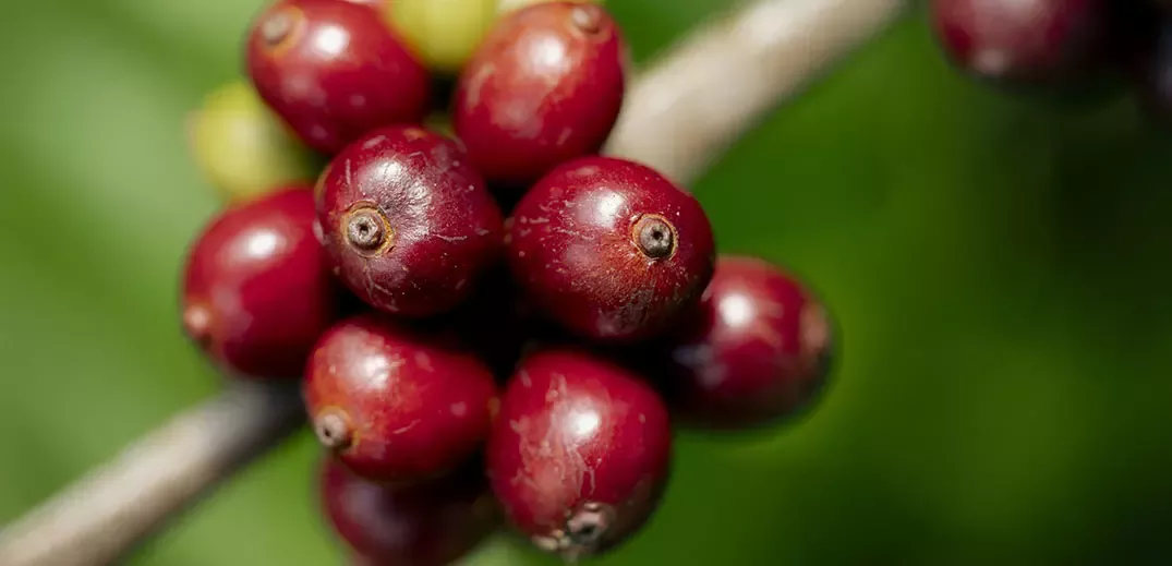 Nescafé surpasses 2025 regenerative agriculture goal