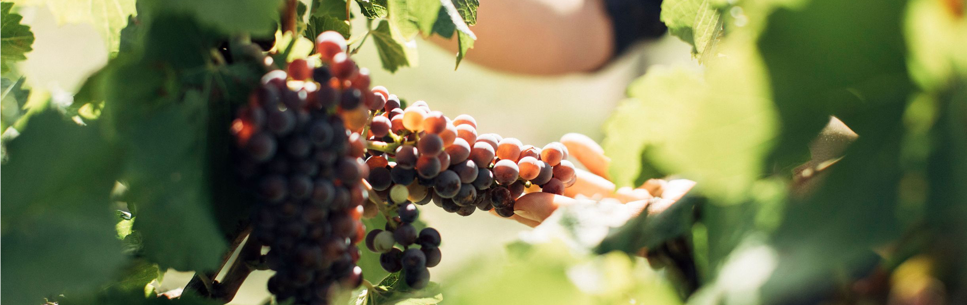 Wine Australia's strategic plan addresses grape and wine sector challenges