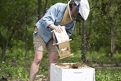 Jordan's honey industry blossoms in 2024 amid production surge and government support