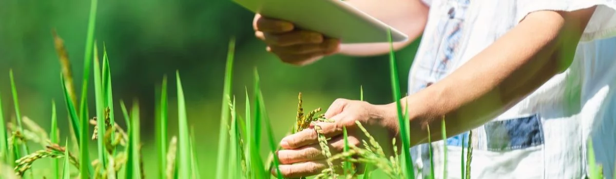 BENEO joins forces in sustainable rice farming project in Vietnam
