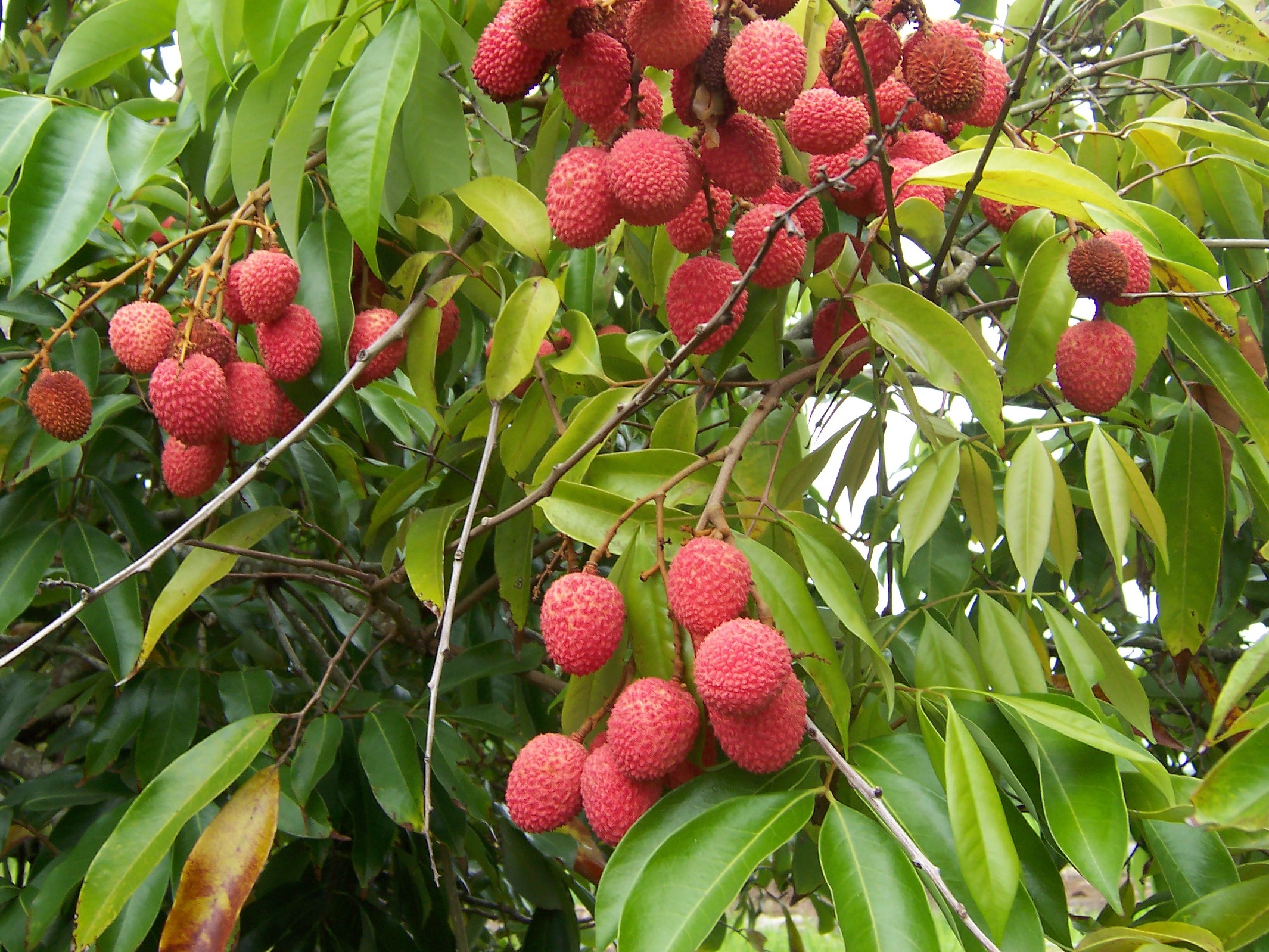 Vietnamese lychees hit North America