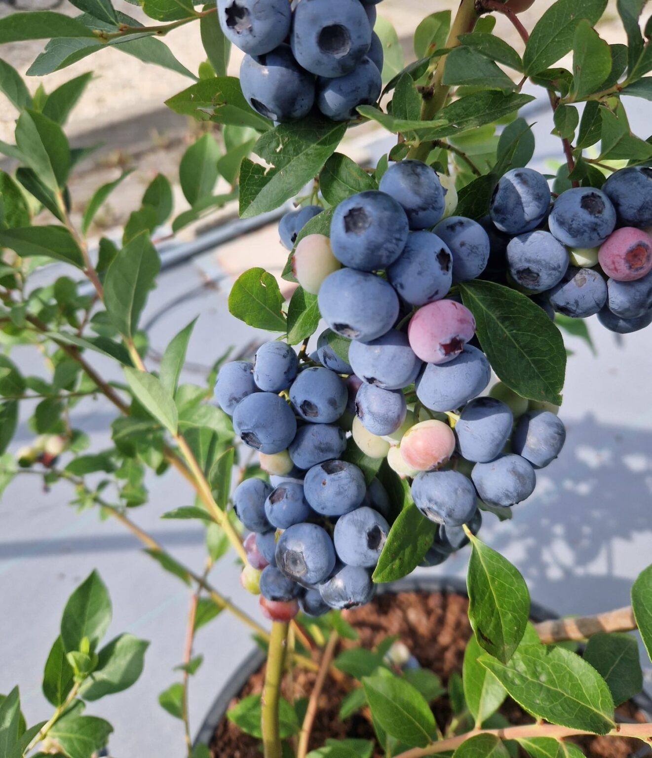 The James Hutton Institute introduces UK’s first bred blueberry