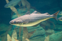 Rising inflation pushes alternative fish species into focus, NSC research finds