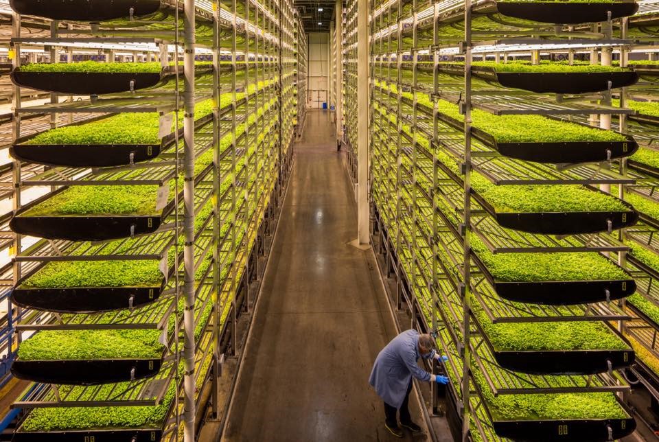 AeroFarms eyes global reach with backing from GFA, Ingka Investments, Cibus Capital