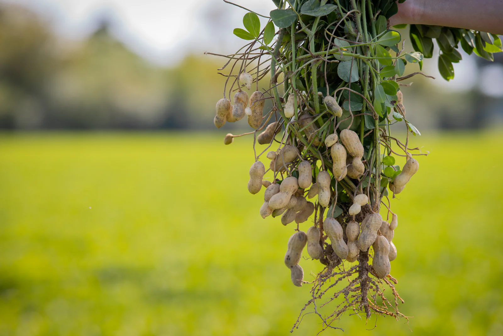 Mars invests $5 Mn to future-proof peanut with genomic breakthroughs and global partnerships