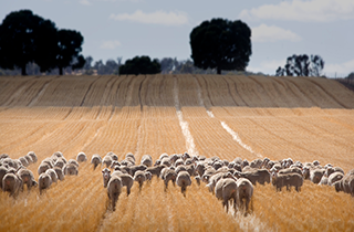 Australian red meat sector hits historic highs in FY25