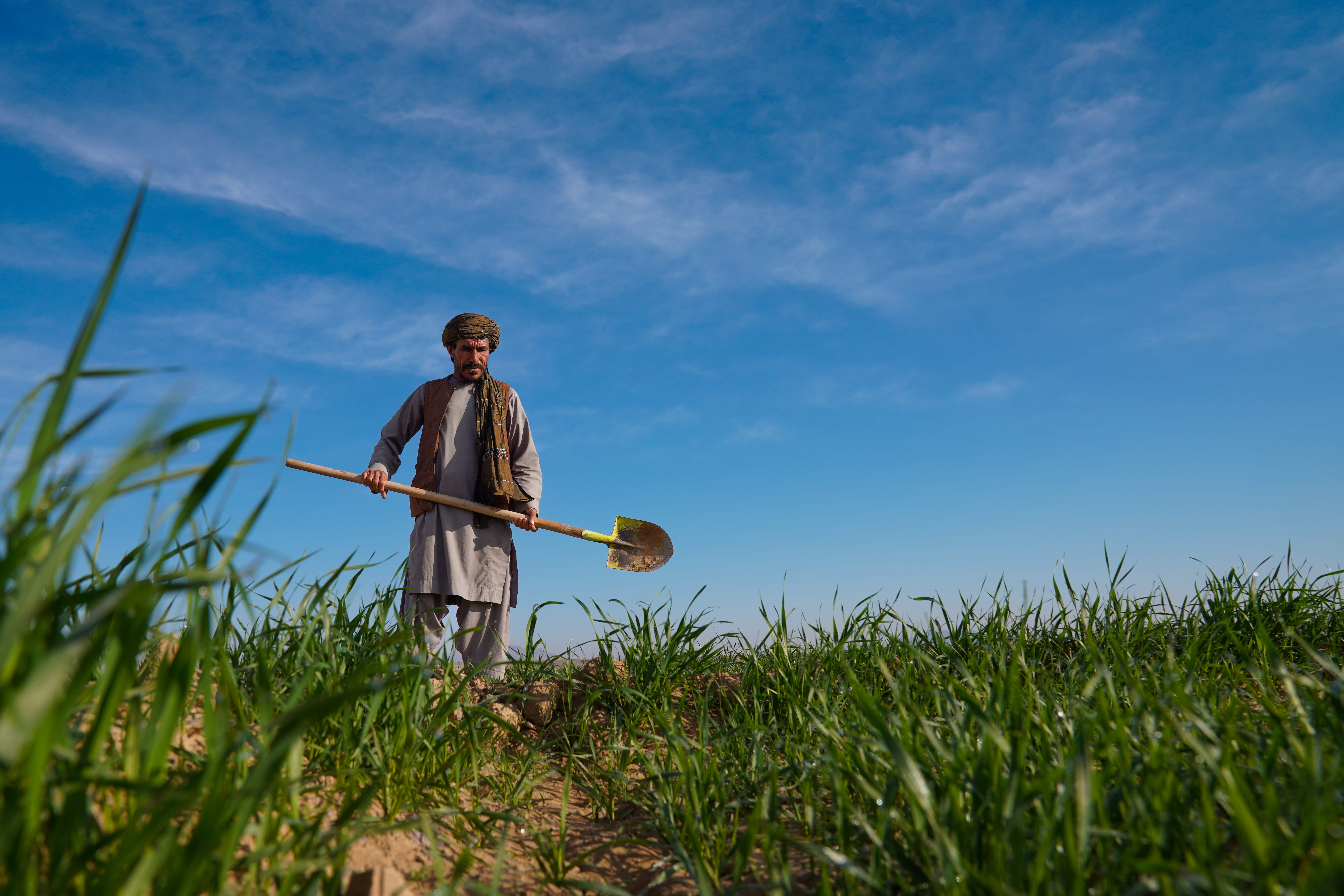 FAO and UK launch GBP 10 million initiative to boost food security in Afghanistan