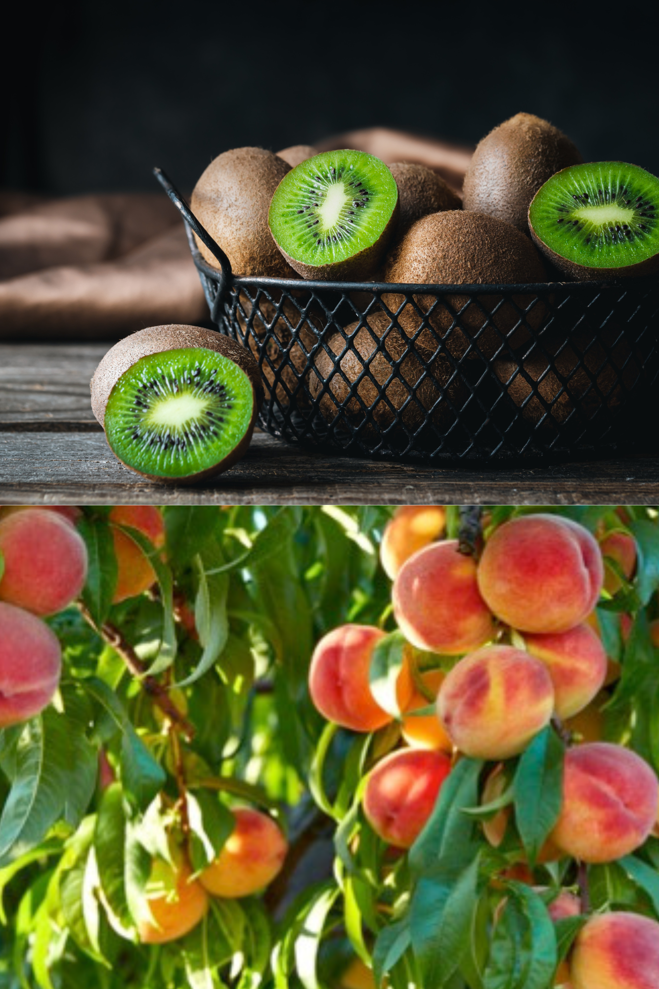 EU Good Food brings premium European kiwis and canned peaches to Korea